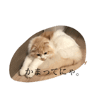 愛しのスコちゃん。（個別スタンプ：12）