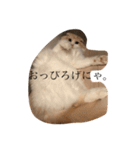 愛しのスコちゃん。（個別スタンプ：14）
