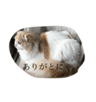 愛しのスコちゃん。（個別スタンプ：16）