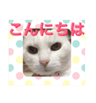白猫みいこ vol.2（個別スタンプ：1）