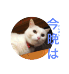白猫みいこ vol.2（個別スタンプ：2）