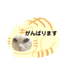 白猫みいこ vol.2（個別スタンプ：5）