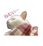 白猫みいこ vol.2（個別スタンプ：7）
