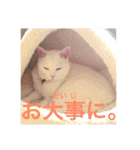 白猫みいこ vol.2（個別スタンプ：8）