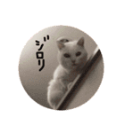 白猫みいこ vol.2（個別スタンプ：9）
