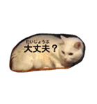 白猫みいこ vol.2（個別スタンプ：10）