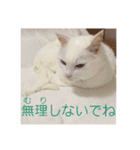 白猫みいこ vol.2（個別スタンプ：12）