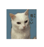 白猫みいこ vol.2（個別スタンプ：13）