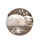 白猫みいこ vol.2（個別スタンプ：14）