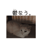 白猫みいこ vol.2（個別スタンプ：15）