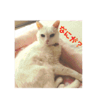 白猫みいこ vol.2（個別スタンプ：16）