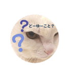 白猫みいこ vol.2（個別スタンプ：17）