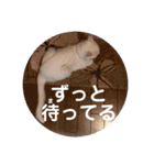 白猫みいこ vol.2（個別スタンプ：18）