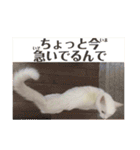 白猫みいこ vol.2（個別スタンプ：19）