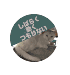 白猫みいこ vol.2（個別スタンプ：20）