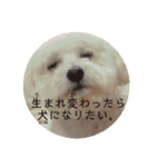 白猫みいこ vol.2（個別スタンプ：21）
