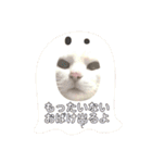 白猫みいこ vol.2（個別スタンプ：22）