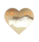 白猫みいこ vol.2（個別スタンプ：23）