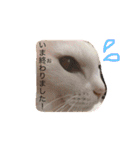 白猫みいこ vol.2（個別スタンプ：27）