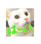 白猫みいこ vol.2（個別スタンプ：28）