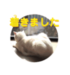 白猫みいこ vol.2（個別スタンプ：29）