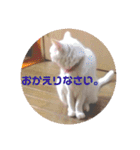 白猫みいこ vol.2（個別スタンプ：30）