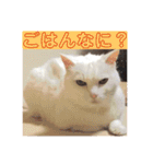白猫みいこ vol.2（個別スタンプ：31）