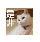 白猫みいこ vol.2（個別スタンプ：33）