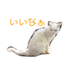 白猫みいこ vol.2（個別スタンプ：34）