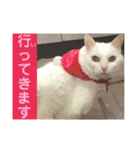 白猫みいこ vol.2（個別スタンプ：35）
