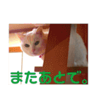 白猫みいこ vol.2（個別スタンプ：36）