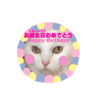白猫みいこ vol.2（個別スタンプ：37）