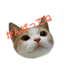 ひこ＆くー 5（個別スタンプ：3）