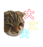 ひこ＆くー 5（個別スタンプ：8）