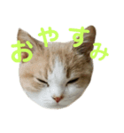 ひこ＆くー 5（個別スタンプ：10）