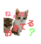 ひこ＆くー 5（個別スタンプ：12）