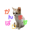ひこ＆くー 5（個別スタンプ：16）