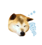 マロン柴犬（個別スタンプ：1）