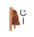 マロン柴犬（個別スタンプ：2）