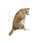マロン柴犬（個別スタンプ：3）