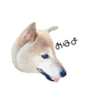 マロン柴犬（個別スタンプ：6）