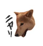 マロン柴犬（個別スタンプ：7）