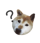 マロン柴犬（個別スタンプ：8）