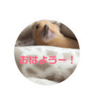 ほのぼのはむさん1（個別スタンプ：5）