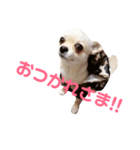 チワワスタンプ①（個別スタンプ：4）