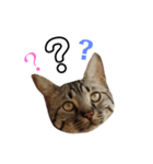 愛猫しっぽのスタンプ3（個別スタンプ：7）