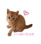 ネコ ＋ 1 = 神（個別スタンプ：3）