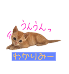 ネコ ＋ 1 = 神（個別スタンプ：4）