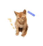 ネコ ＋ 1 = 神（個別スタンプ：5）