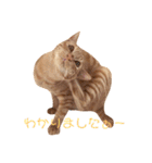 ネコ ＋ 1 = 神（個別スタンプ：7）